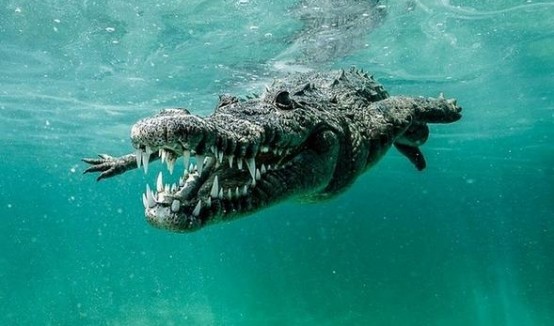 德国vs日本鳄鱼直播视频，一场横跨足球与野生动物的奇妙跨界，我熬夜看完后的一些碎碎念